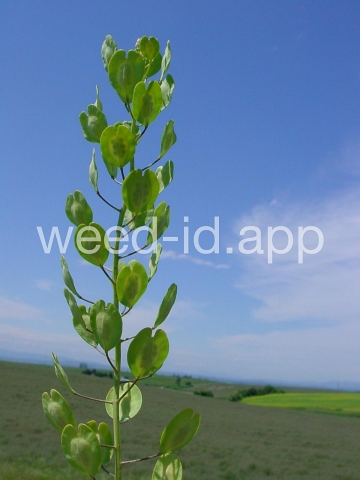 pennycress, field